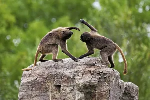 Category Wildlife DE Prints: Two djeladas or blood-breasted baboons (Theropithecus gelada)