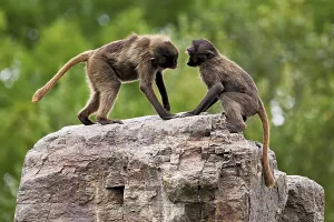 Category Wildlife DE Prints: Two djeladas or blood-breasted baboons (Theropithecus gelada)