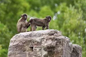 Djeladas or blood-breasted baboons (Theropithecus gelada)