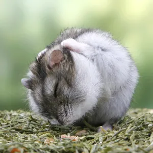 Djungarian hamster (Phodopus sungorus)