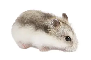 Djungarian Hamster (Phodopus sungorus) baby isolated on white