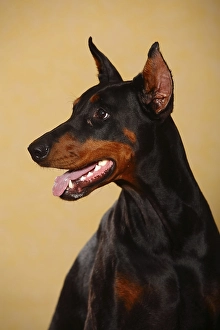 Doberman, cropped ears