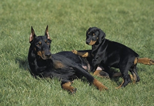 Dobermann Dog or Dobermann Pinscher