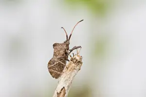 Dock bug (Coreus marginatus), Hannover