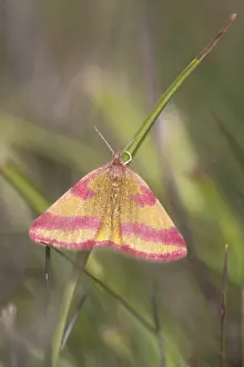 Dock purple moth (Lythria cruentaria)