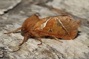 Dock rootworm (Triodia sylvina)