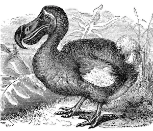 Dodo (Didus ineptus) Dronte, Doudo oder Dudu