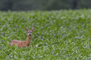 Doe (Capreolus capreolus) in a beet field