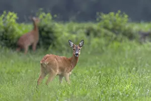 Two doe (Capreolus capreolus) grazing in a meadow