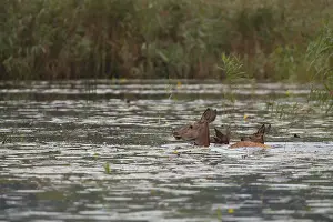 Doe (Cervus elaphus), calves, swimming