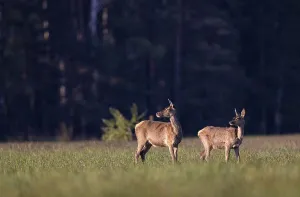 Doe (Cervus elaphus), old and young in a meadow