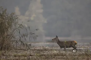 Doe (Cervus elaphus), running through shallow water
