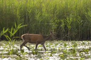 Doe (Cervus elaphus), walking, water