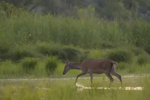 Doe (Cervus elaphus), walking, water