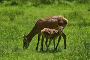 Category Wildlife DE Prints: Doe and fawn grazing together in a meadow