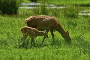 Doe and fawn grazing side by side with a bird on their backs