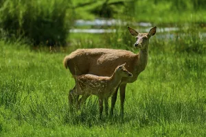 Category Wildlife DE Prints: Doe and fawn standing attentively in a green meadow