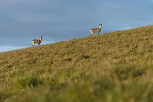 Doe and roebuck, roe deer (Capreolus capreolus) standing on the meadow