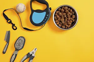 Dog accessories on yellow background