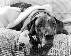 Dog with association, England, Great Britain