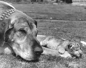 Dog and baby lion, England, Great Britain