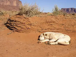 The Dog in the background Monument Valley