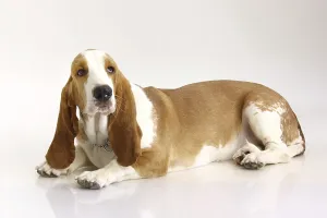 Dog Basset Hound female posing on white background