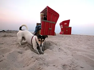 Dog on the beach