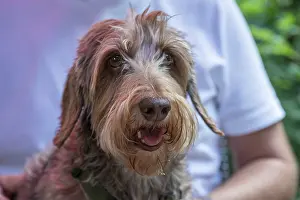 Dog, breed Wire-haired Dachshund