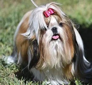 Dog breed Yorkshire Terrier, or York on a walk on a summer day