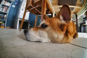 Dog in a cage, photo as a background