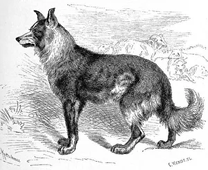 Dog (Canis familiaris), German shepherd domesticus pecuarius
