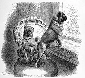 Dog (Canis familiaris), Pug molossus fricator