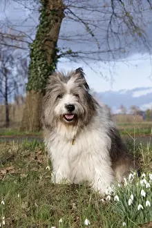 Dog (Canis lupus familaris), Pet