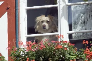 Dog (Canis lupus familiaris) looking out of a window