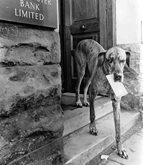Dog carries letter, England, Great Britain