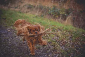 Dog (Cavalier King Charles Spaniel) running with a stick in its mouth in a meadow