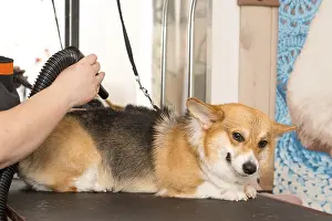 Dog Corgi Drying Pet Grooming and hairstyle Concept