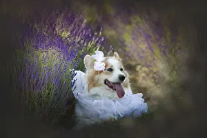 Dog Corgi Welsh Pembroke in the guise of a groom standing in a lavender field