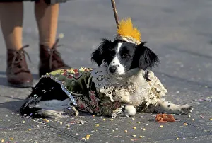 Dog in costume Carnival Venice Italy