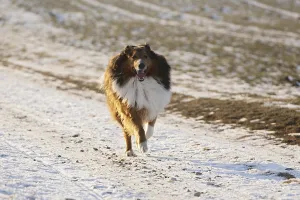 Dog, crossbreed, Bernese Mountain Dog