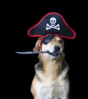 Framed Print : Dog dressed as a pirate with patch hat holding a knife with his mouth Framed Print : Dog dressed as a pirate with patch hat holding a knife with his mouth