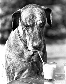 Dog drinks milk from glass with straw