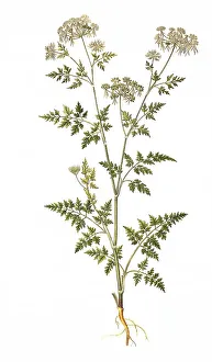 Dog fool's parsley (Aethusa cynapium)