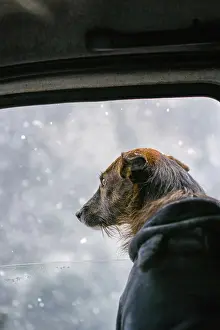 A dog gazes thoughtfully out a car window as snowflakes fall gently outside