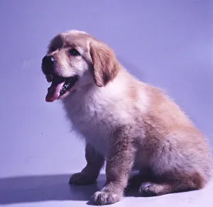 Dog. Hovawart puppy, here on 10