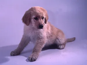 Dog. Hovawart puppy, here on 10