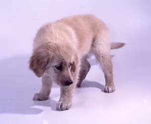 Dog. Hovawart puppy, here on 10