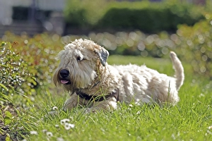 Dog, Irish Soft Coated Wheaten Terrier, Flower meadow
