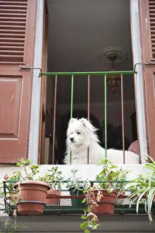 Framed Print : Dog on Italian balcony Framed Print : Dog on Italian balcony